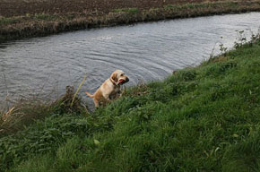 Artemis Jachttrainingen cursus jachthond uit water