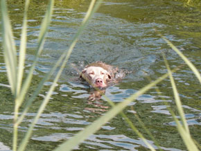 Artemis Jachttrainingen cursus jachthond dummy apport zwemmen